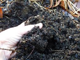 What Is Well Draining Soil Learn About The Importance Of Well Drained Soil