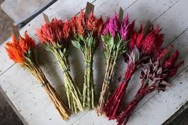Flower Focus Celosia Floret Flowers Flower Farm Celosia Flower September Flowers