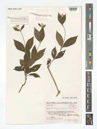 Image result for Cyathula polycephala