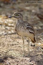 Sea Birds Of Cape Cod Eurasian Thickknee Curlew Bird Beautiful Birds Bird Pictures