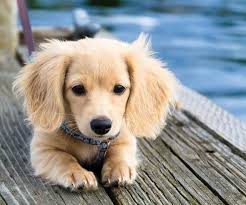 Blonde Dachshund For Sale Dachshund Puppies Dapple Dachshund Daschund Puppies