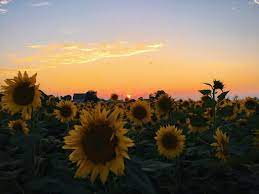 Vsco Sunflower Sunset Caitymiller Laptop Wallpaper Cute Laptop Wallpaper Desktop Wallpaper Art
