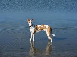 Water Ibizan Hound Hound Dog Pharaoh Hound