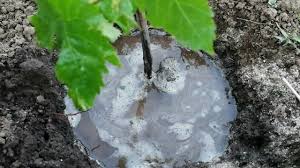 Viţele tinere sunt foarte sensibile în primul an după plantare. Plantarea ViÈei De Vie Muscat Hamburg In PÄmant Sfaturi Utile De Plantare Youtube