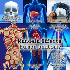 The rib cage protects vital organs, such as the heart and lungs. Human Body Anatomy Rib Cage Human Body Anatomy