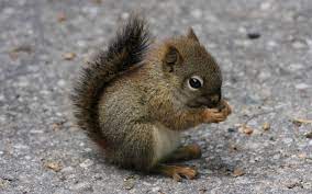 Baby Squirrel Susse Baby Tiere Niedliche Eichhornchen Lustige Tierbabys