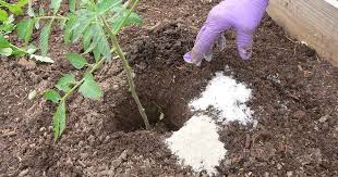 Gardeners are always on the lookout for an organic, inexpensive solution to controlling pests in the garden. How To Use Epsom Salts In Your Home Garden Gardening Channel