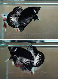 Rosetail and feathertail bettas are halfmoon bettas with extra branching in the fin rays (especially on the caudal fin). The Aquabid Thread Page 4 This Is The Coolest One I Ve Ever Seen Betta Fish Betta Betta Fish Types