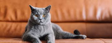 Russian blue cats generally live to between 15 to 20 years. 7 Grey Cat Breeds That Look Completely Mesmerising Purina