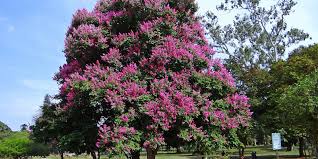 Sono erbe bulbose con fiori a grappolo, bianchi o gialli. Alberi Fioriti Per Giardino Quali Sono I Migliori Codiferro Master Gardener