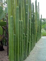 John weiss pointed out that the prickly pear had been imported from the us in the early 1800s as stock fodder but had become a. Pin On Fat And Intriguing Plants