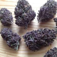 Purple mtn majesty is an indica/sativa variety from greenpoint seeds and can be cultivated indoors (where the plants will need a flowering time of ±56 days) and outdoors. Sweet Purple Moutain Majesty Steemit