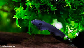 They are a weakly electric fish which use an electric organ and receptors distributed over the length of their body in order to locate insect larvae. Black Ghost Knife Fish Care Total Care Diet And Breeding Guide