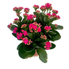 Image result for Kalanchoe calandiva