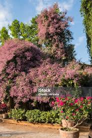 Image result for Congea