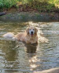 The Golden Ratio On Twitter Cute Puppies Golden Retriever Golden Retriever Super Cute Puppies