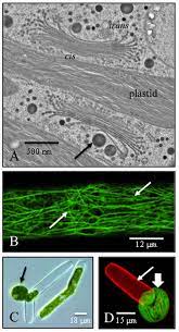 The current article provides an easy way to build your own plant cell model using simple decorative material as well as edible treats like jello, candy and jelly beans. Plants Free Full Text Penium Margaritaceum A Unicellular Model Organism For Studying Plant Cell Wall Architecture And Dynamics
