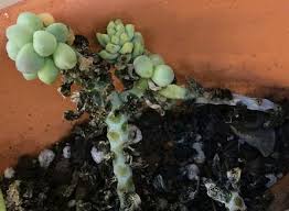 Good choices for potting succulents are rarely available and at many standard nurseries or gard. Common Problems With Succulents And How To Fix Them Succulent Plant Care