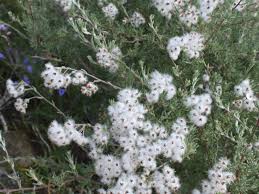 Image result for Eriocephalus racemosus