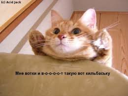 Скачать прикольные и красивые картинки: Подборка смешных котиков на  fun.tochka.net