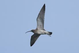 Szczegóły obserwacji