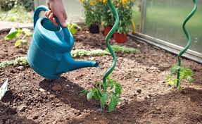Tomaten Tipps Rund Um Anbau Pflege Und Ernte Mein Schoner Garten