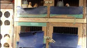 Jika ayam sudah kritikal, sebaiknya lakukan pemusnahan untuk memutuskan kitaran bakteria yang menyebabkan berak kapur kembali. Reban Serama Telipot Youtube