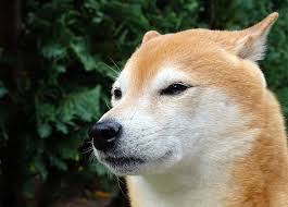 Shib is the native token of shiba inu and will be the first token to be listed and used as. Shiba Inu Breed Info Pictures Traits Facts Puppy Info Doggie Designer