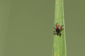 Lyme Disease Treatment One Woman S Quest For Answers New England Today