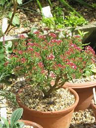 Types of succulents from aeonium to zebra plant, photos & ids. Crassula Sarcocaulis Wikispecies
