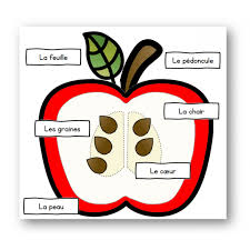 L Interieur D Une Pomme Puzzle La Pomme En Maternelle Theme Pomme Activites Automne Maternelle