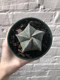 Check out our bishops cap cactus selection for the very best in unique or custom, handmade pieces from our succulents shops. Bishop Cap Cactus Astrophytum 4 Botanica