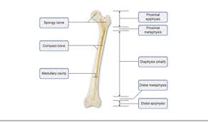 This might seem impossible but with our highly skilled professional writers all your custom essays, book reviews, research papers and other custom tasks you order with us will be of high quality. Anatomy 8 9 Flashcards Quizlet