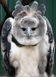 Harpy Eagle The Largest Eagle In The World Animals Harpy Eagle Animals Beautiful