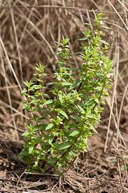 Image result for Bacopa floribunda