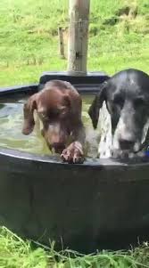 If you are unable to find your german shorthaired pointer puppy in our puppy for sale or dog for sale sections, please consider looking. Nz German Shorthaired Pointer Rescue Charitable Trust Also Gsp Rescue Home Facebook