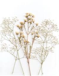 Pin By Waralee On Leo Flowers Photography Flower Aesthetic Dried Flowers
