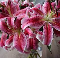 These beautiful pink lilies burst onto the scene with all the magic of dusk in bloom form, exploding with color and beauty. Pink Lily Oriental Lily Flower Wedding Flowers Flowers Near Me Spring Wedding Flowers Pink Wedding Flowers Fall Wedding Flowers