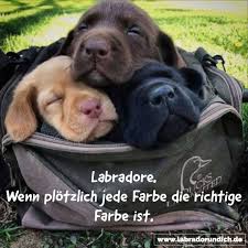 Dieser pinnwand folgen 185 nutzer auf pinterest. Die 20 Besten Labrador Spruche Aus Meiner Sammlung Labrador Ich