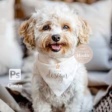 Mockup foto hondenbandana, all-over print mockup voor  oppervlakteontwerpers, Schnauzer Bandana-mockup, PSD-smart-object, mock-up  naadloos patroon