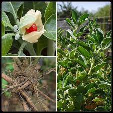 Image result for Withania somnifera