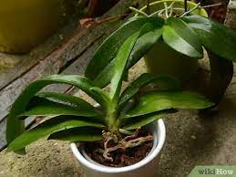 Check spelling or type a new query. How To Repot An Orchid 14 Steps With Pictures Wikihow