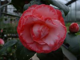 Camellia Japonica Margaret Davis Picotee Sport Of Margareth Davis Camellia Plants Flowers