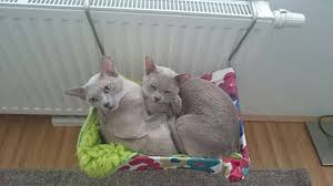 Auch Katzen Brauchen Stoff In Diesem Fall Zum Kuscheln Und Schlafen Das Hangemattengestell Fur Die Heizung Habe Ich Mit Katzen Kuscheln Hangemattengestell