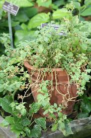 Image result for Withania somnifera