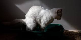 Was es für ihren hund bedeutet weiterlesen » Katze Hat Blut Im Stuhl Warum Und Was Tun