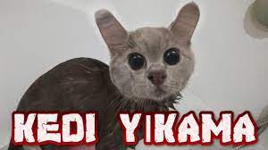 kedi yikama kediler nasil yikanmalidir kedi scottish fold hayvanlar