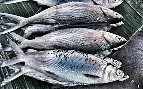 Bangus Fish Philippine Cuisine Sinigang