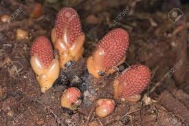 Image result for Balanophoraceae