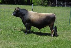 Pin On Miniature Jersey Shipped Bull Semen